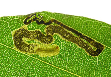 Mine of Stigmella hemargyrella on Fagus