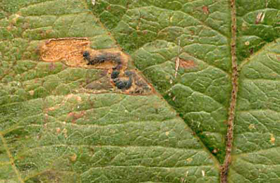 Mine of Stigmella incognitella on Malus domestica
