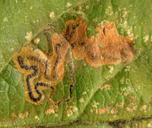 Mine of Stigmella incognitella on Malus domestica