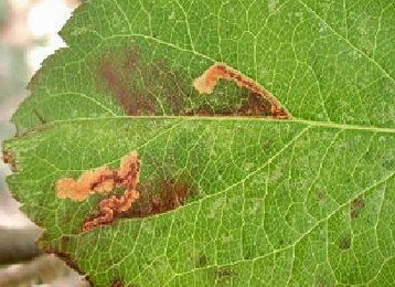 Mine of Stigmella incognitella on Malus