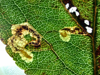 Mine of Stigmella incognitella on Malus