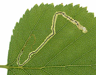 Mine of Stigmella lapponica on Betula pubescens