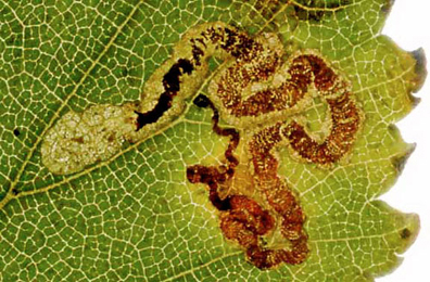 Mine of Stigmella lemniscella on Ulmus minor