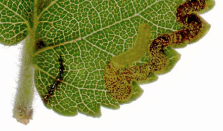 Mine of Stigmella lemniscella on Ulmus minor