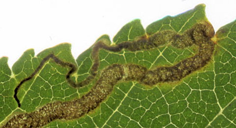 Mine of Stigmella lemniscella on Ulmus