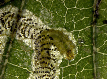 Mine of Stigmella lemniscella on Ulmus minor