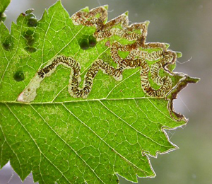 Mine of Stigmella lemniscella on Ulmus