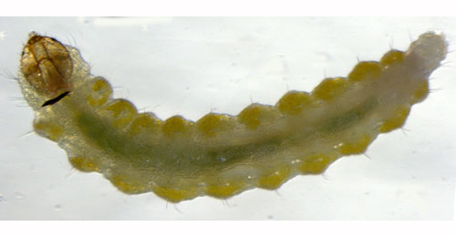 Stigmella lemniscella larva,  dorsal