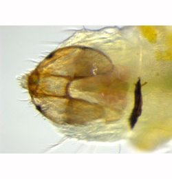 Stigmella lemniscella larva,  dorsal