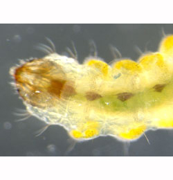 Stigmella lemniscella larva,  ventral