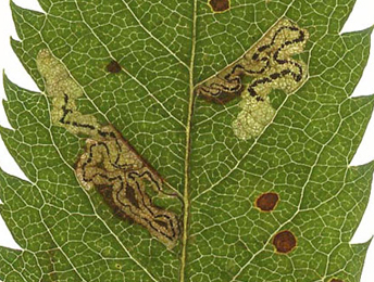 Mine of Stigmella magdalenae on Sorbus aucuparia
