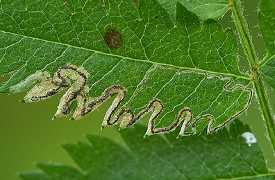 Mine of Stigmella magdalenae on Sorbus aucuparia