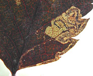 Mine of Stigmella magdalenae on Sorbus aucuparia