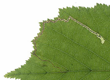 Mine of Stigmella microtheriella on Corylus avellana
