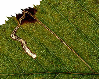 Mine of Stigmella microtheriella on Carpinus betulus