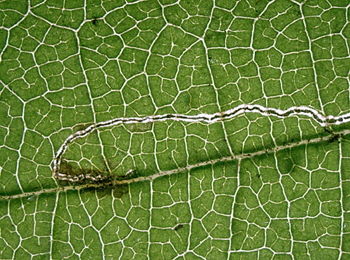 Mine of Stigmella microtheriella on Corylus avellana