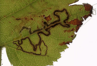 Mine of Stigmella microtheriella on Corylus avellana