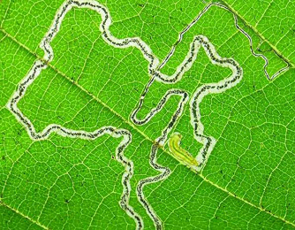 Mine of Stigmella microtheriella