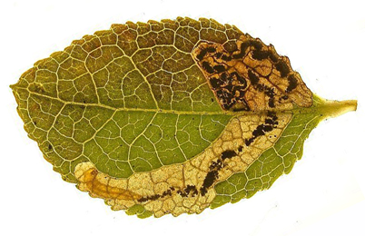 Mine of Stigmella myrtillella on Vaccinium myrtillus