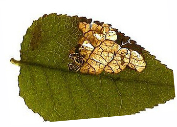 Mine of Stigmella myrtillella on Vaccinium myrtillus