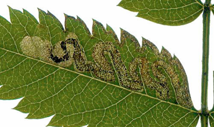 Mine of Stigmella nylandriella on Sorbus aucuparia