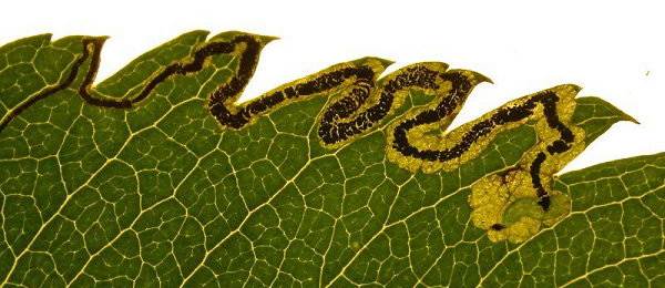 Mine of Stigmella nylandriella on Sorbus aucuparia