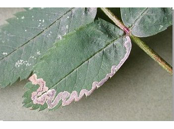 Mine of Stigmella nylandriella on Sorbus aucuparia