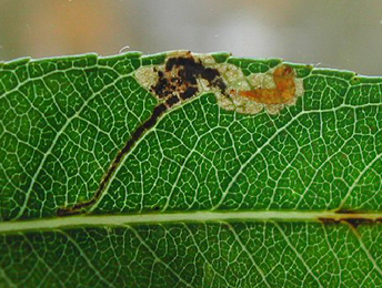 Mine of Stigmella obliquella on Salix