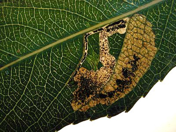 Mine of Stigmella obliquella on Salix