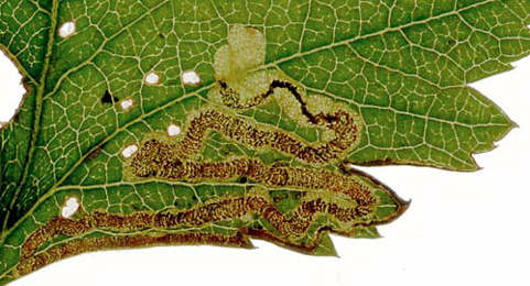 Mine of Stigmella oxyacanthella on Crataegus monogyna