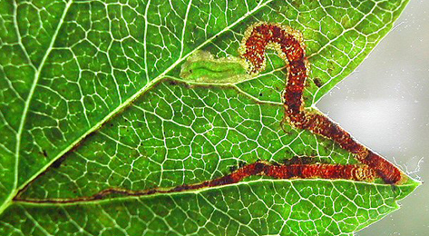 Mine of Stigmella oxyacanthella