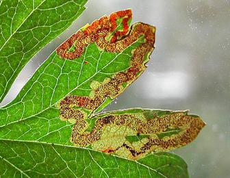 Mine of Stigmella oxyacanthella