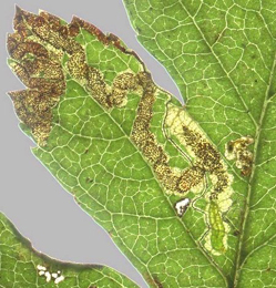 Mine of Stigmella oxyacanthella