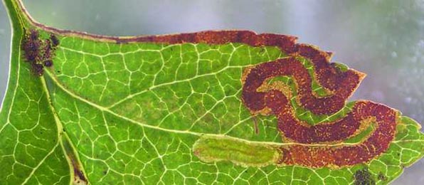 Mine of Stigmella oxyacanthella