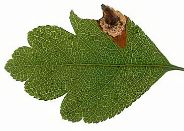 Mine of Stigmella paradoxa on Crataegus laevigatus