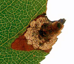 Mine of Stigmella paradoxa on Crataegus laevigata