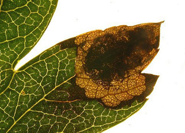 Mine of Stigmella paradoxa on Crataegus laevigatus