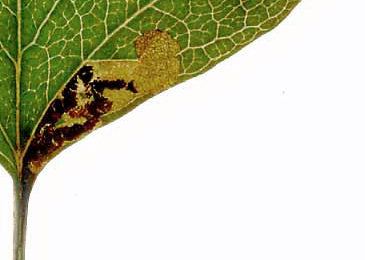 Mine of Stigmella perpygmaeella on Crataegus monogyna