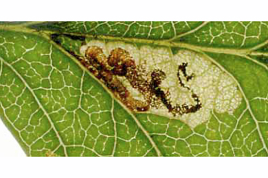 Mine of Stigmella perpygmaeella on Crataegus monogyna