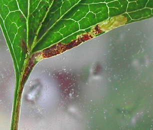 Mine of Stigmella perpygmaeella on Crataegus