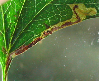 Mine of Stigmella perpygmaeella on Crataegus