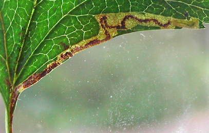 Mine of Stigmella perpygmaeella on Crataegus