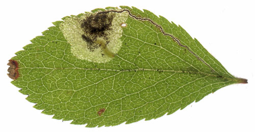 Mine of Stigmella plagicolella on Prunus spinosa