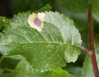Mine of Stigmella plagicolella on Prunus