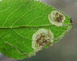 Mine of Stigmella plagicolella on Prunus