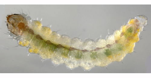 Stigmella plagicolella larva,  ventral