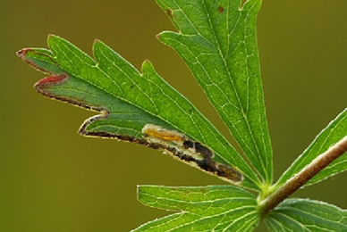 Mine of Stigmella poterii