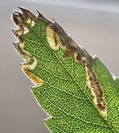 Mine of Stigmella poterii