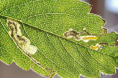 Mine of Stigmella poterii