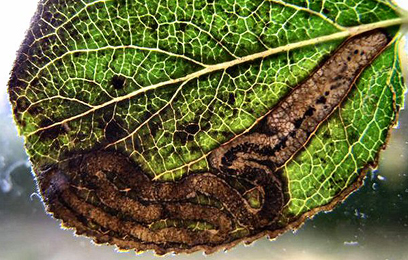 Mine of Stigmella prunetorum on Prunus spinosa